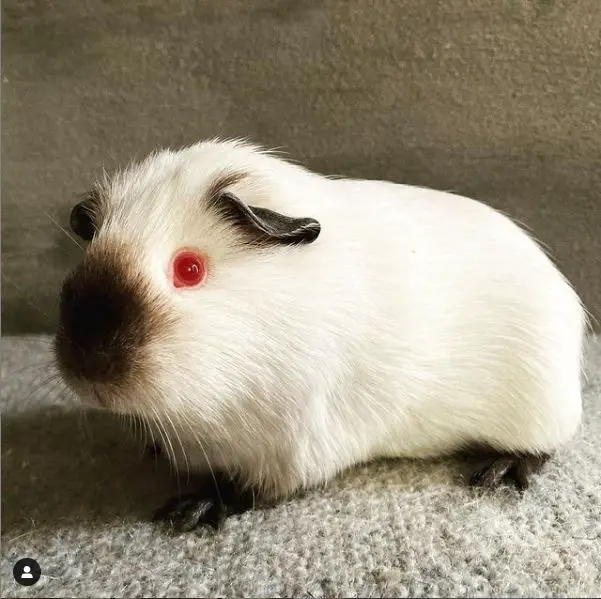 himalayan guinea pig