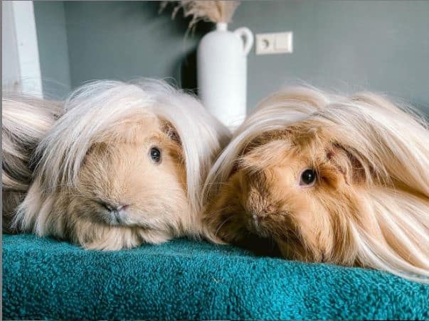 Photo of 2 peruvian guinea pigs