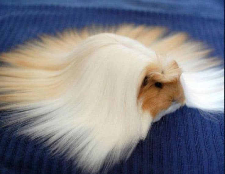 peruvian guinea pig with long hair