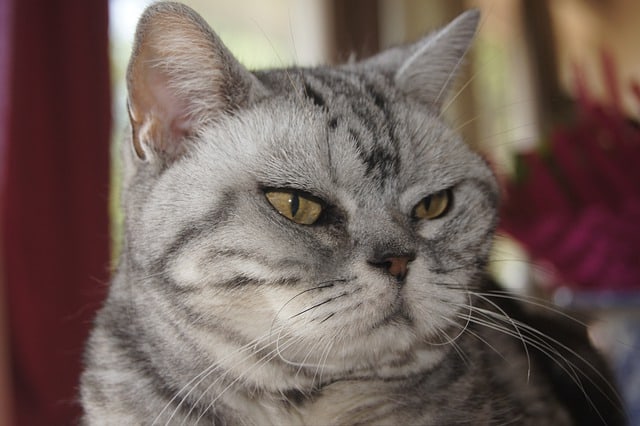 picture of an american shorthair