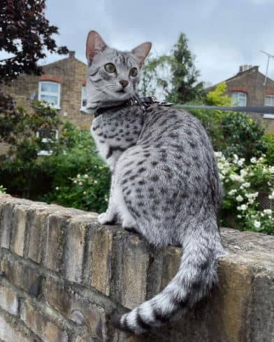 egyptian mau with a long tail