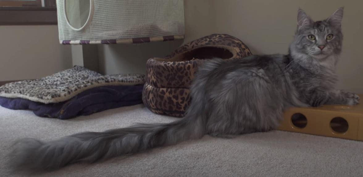 The Maine Coon with the longest tail in the world