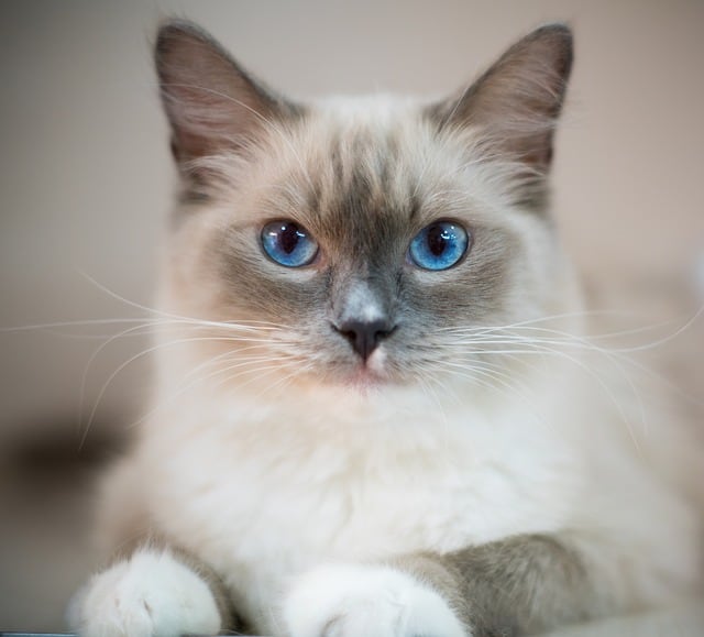 picture of a ragdoll cat