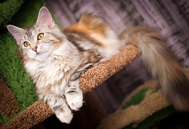 maine coon picture