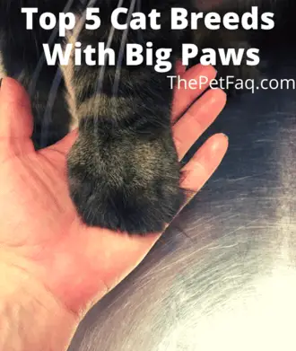 cats with big paws