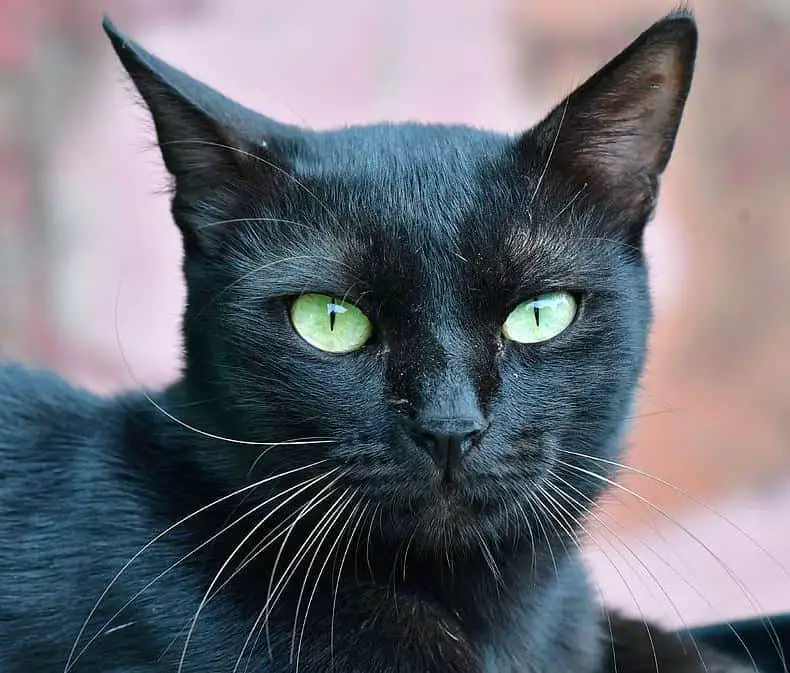 Black Cats With Blue Eyes - What You Need To Know [With Pictures] |  Thepetfaq