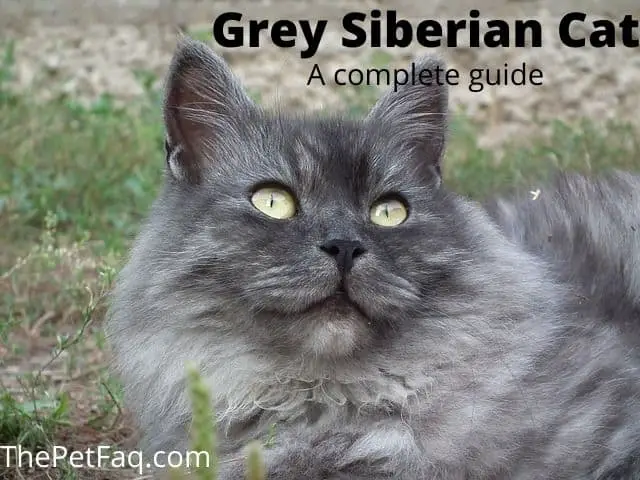 Grey Siberian Cat