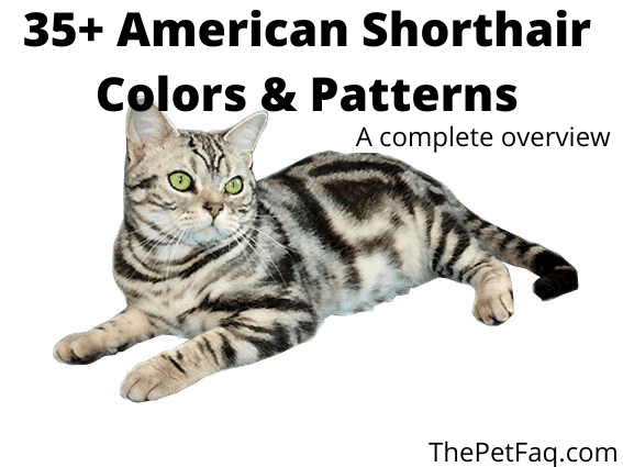 American Shorthair colors