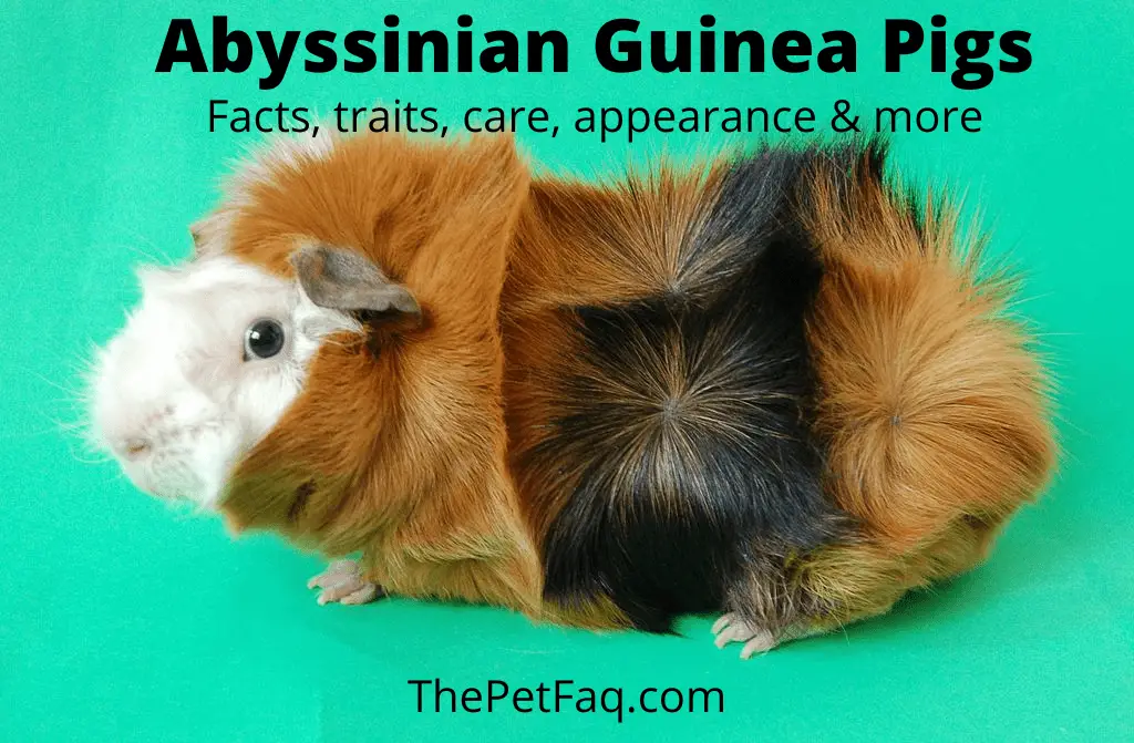abyssinian guinea pigs: facts, traits, care, appearance, and more