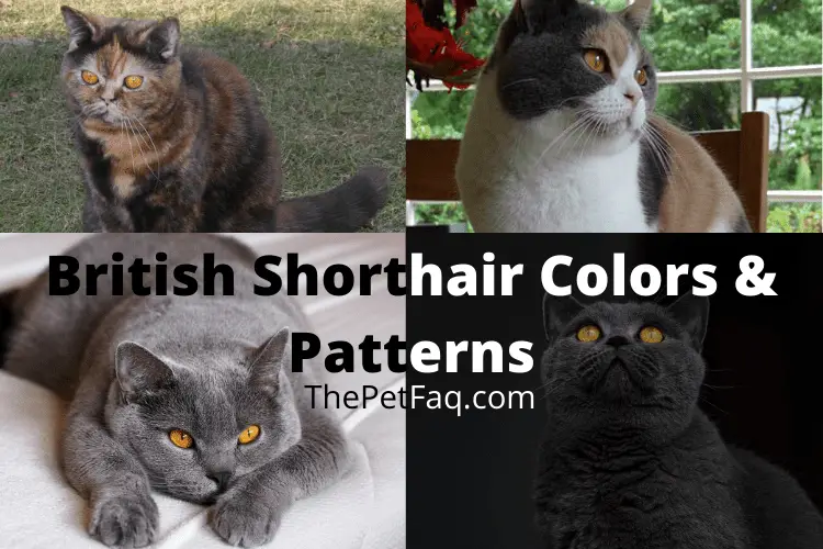 british shorthair colors