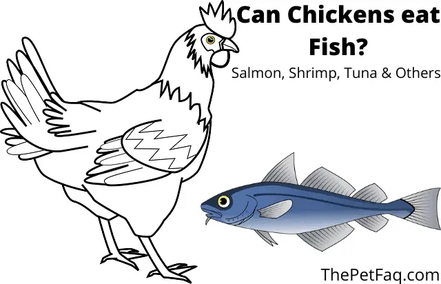 can chickens eat fish