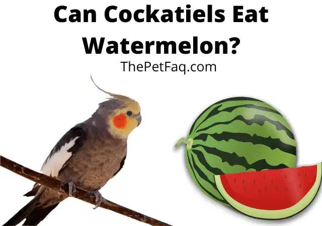 can cockatiels eat watermelon