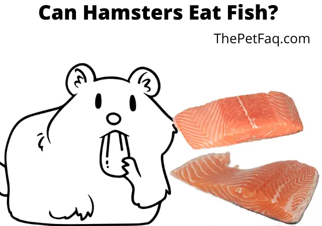 can hamsters eat fish