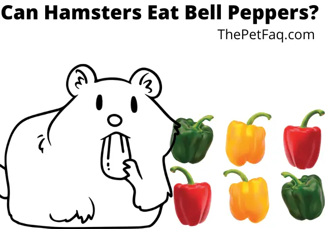 can hamsters eat bell peppers