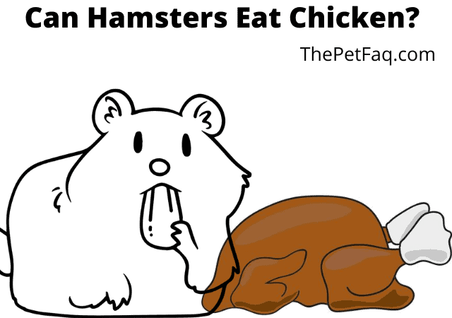 can hamsters eat chicken