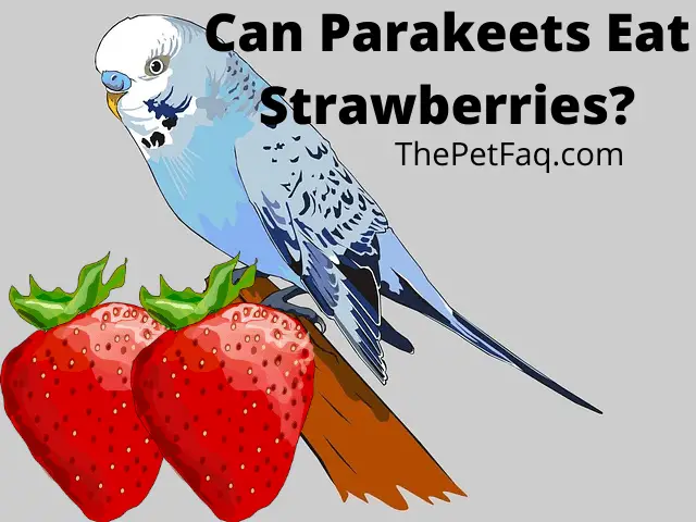 can parakeets eat strawberries?