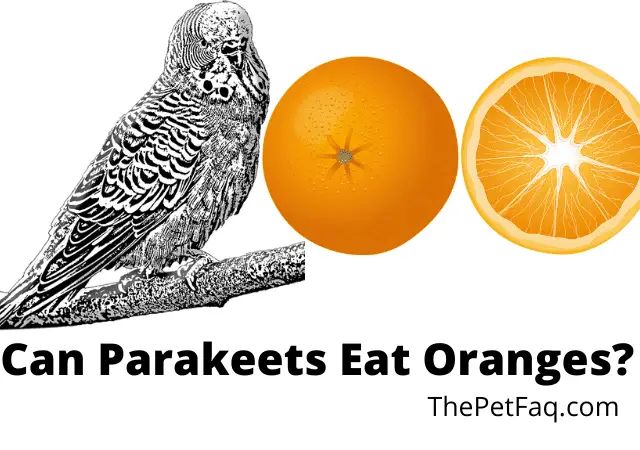 can parakeets eat oranges