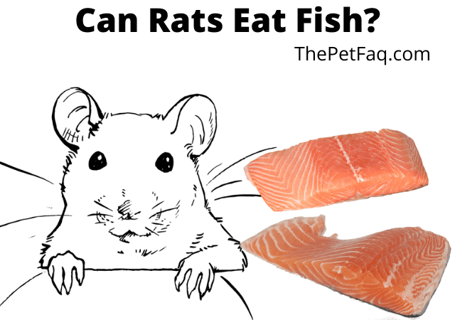 Can Rats Eat Fish? [Salmon, Tuna, Shrimp, Cod & More!] | ThePetFAQ