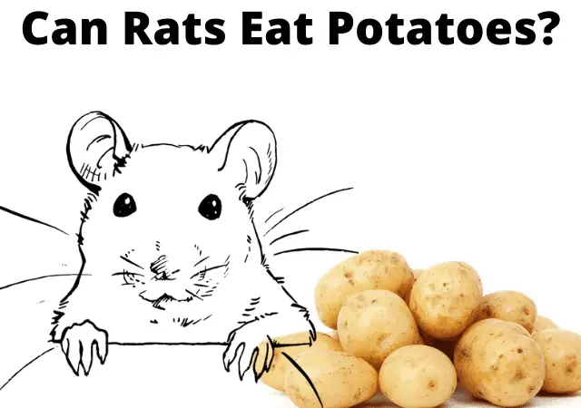 can rats eat potatoes
