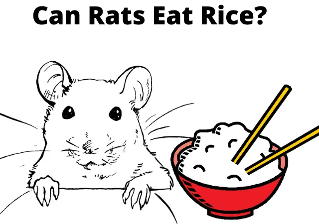 can rats eat rice