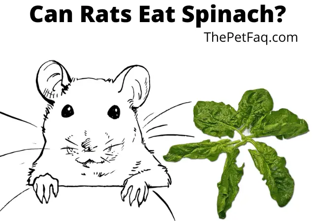 can rats eat spinach
