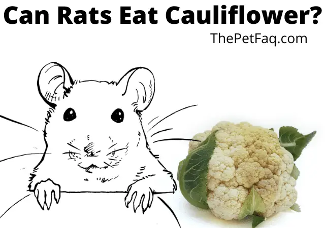 can rats eat cauliflower