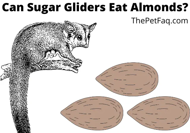 can sugar gliders eat almonds
