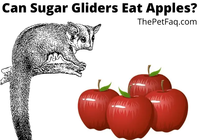 can sugar gliders eat apples