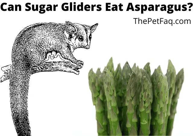 can sugar gliders eat asparagus