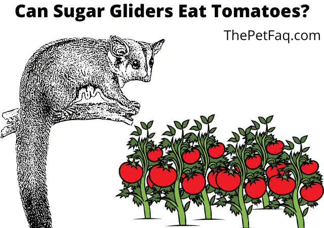can sugar gliders eat tomatoes