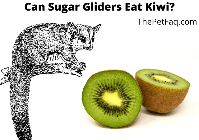 can sugar gliders eat kiwi?