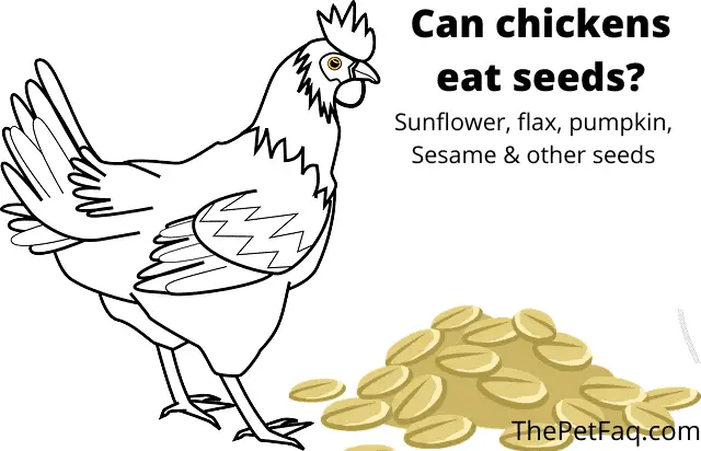 can chickens eat seeds