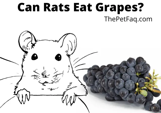 can rats eat grapes?