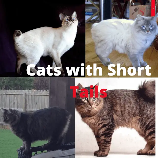 cats with short tails