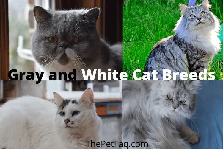 gray and white cat breeds
