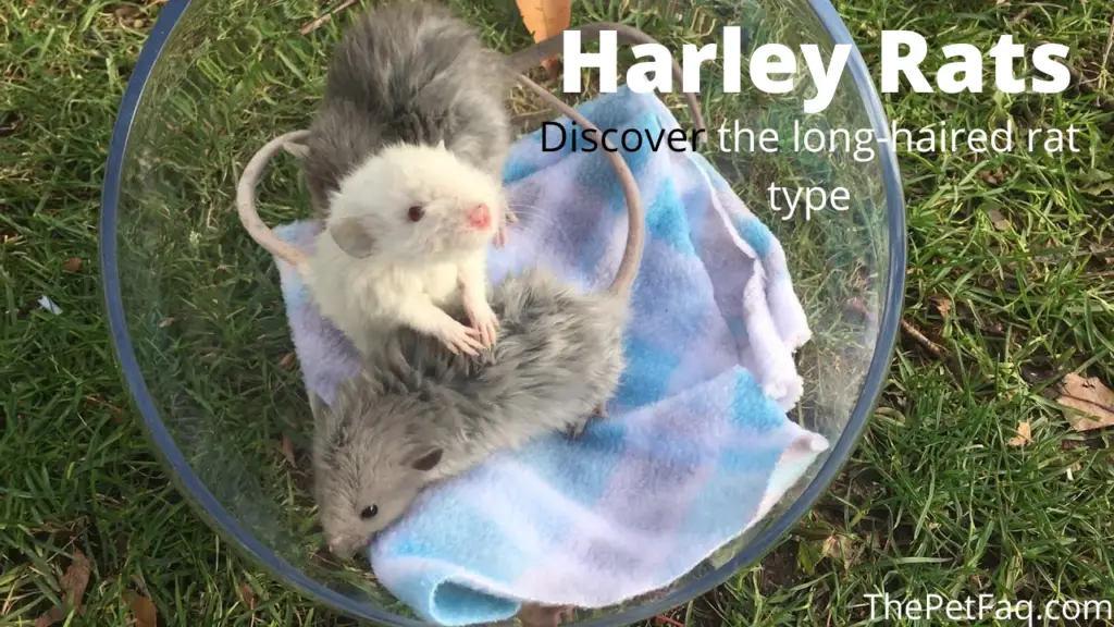 harley rats: discover the long-haired rat type