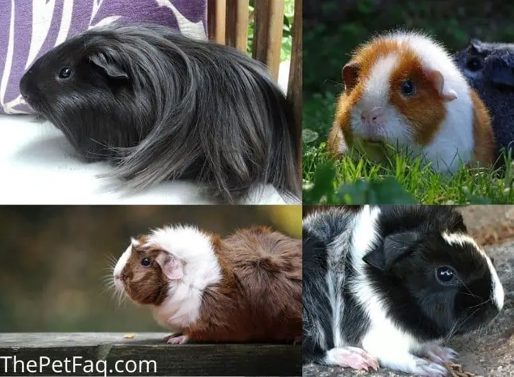 guinea pig breeds