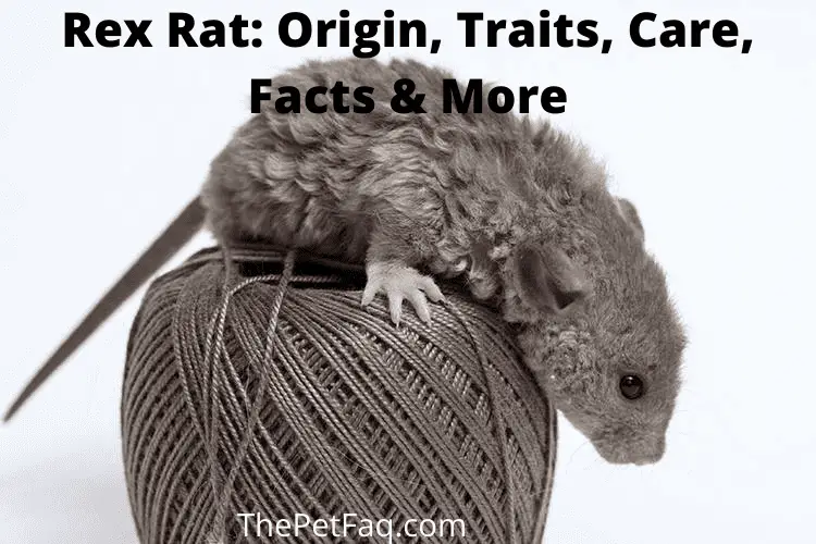 rex rats image