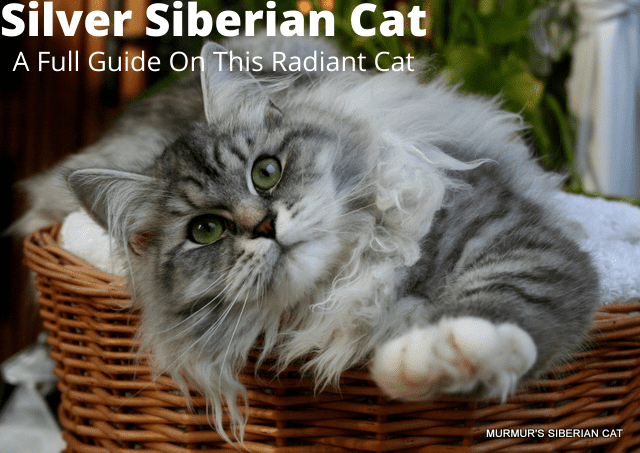 Silver Siberian Cat