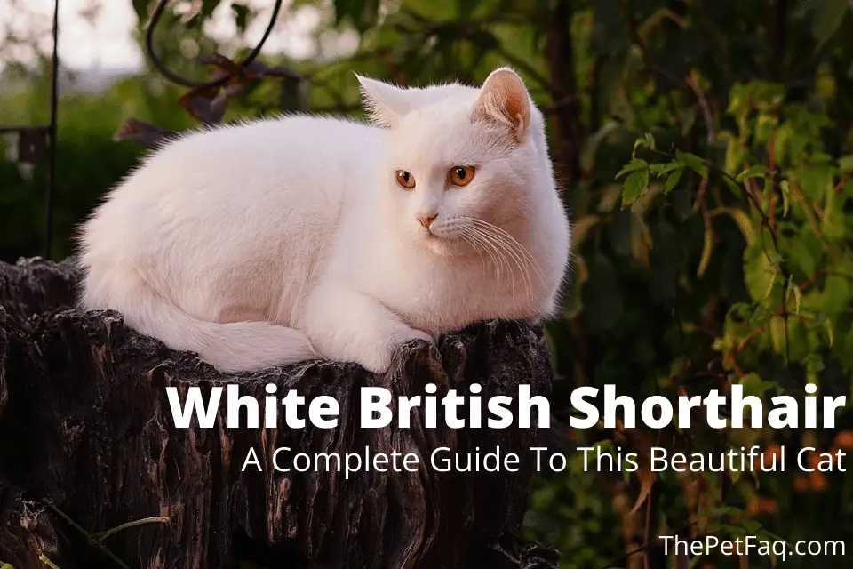 white british shorthair
