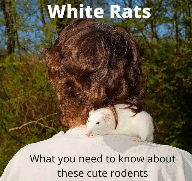 about white rats as pets