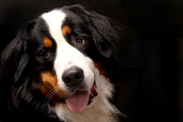Mini Bernese Mountain Dog: A Full Guide To This Cute Canine | ThePetFAQ