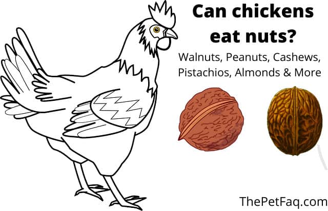 can chickens eat nuts