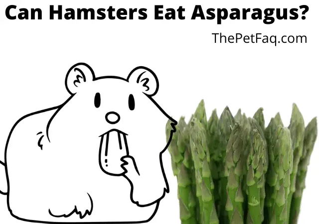 can hamsters eat asparagus