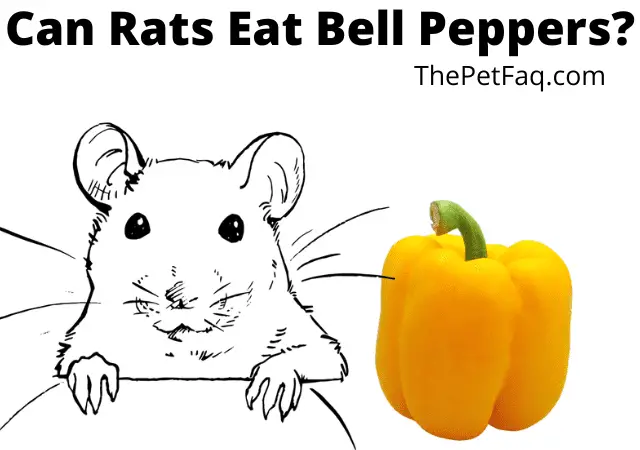 can rats eat bell peppers?
