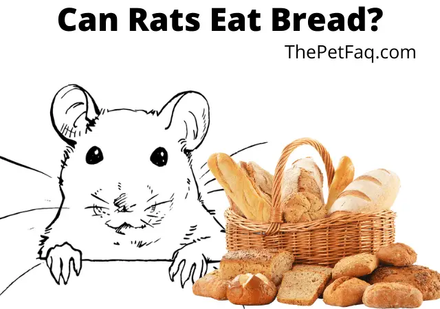 can rats eat bread