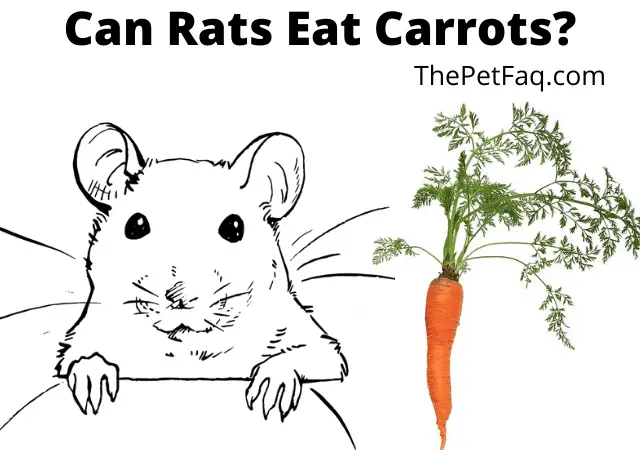 can rats eat carrots