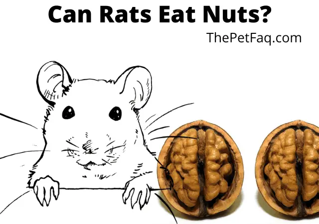 can rats eat nuts