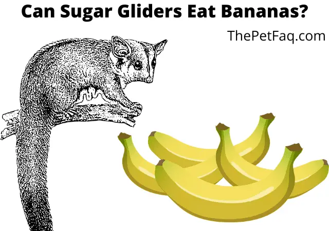 can sugar gliders eat bananas
