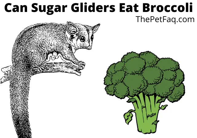 can sugar gliders eat broccoli
